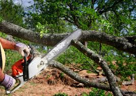 Best Firewood Processing and Delivery  in Zephyrhills South, FL